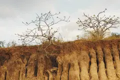 Siete soluciones para frenar la desertificación y restaurar las tierras