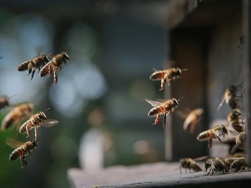 Suiza busca incluir la protección de las abejas en su Constitución