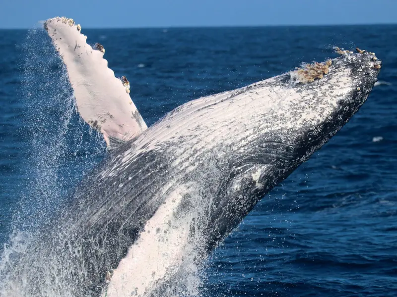 Récord de migración: dos ballenas jorobadas cruzan más de 14.000 kilómetros