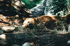 Preocupación por la matanza de osos pardos en Rumanía ante el riesgo ambiental en Europa