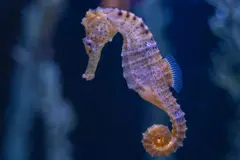 Día Mundial de las Especies en Peligro de Extinción 2026: alarmante pérdida de biodiversidad global