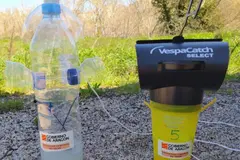 Aragón despliega trampas recicladas para controlar la avispa asiática