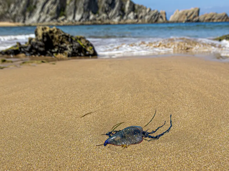 La carabela portuguesa, un visitante recurrente en las costas españolas por el cambio climático
