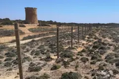 Cierre del litoral en Llucmajor pone en riesgo hábitats de la Red Natura 2000