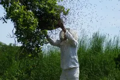Costa Rica prohíbe insecticidas con fipronil por su impacto en abejas y biodiversidad