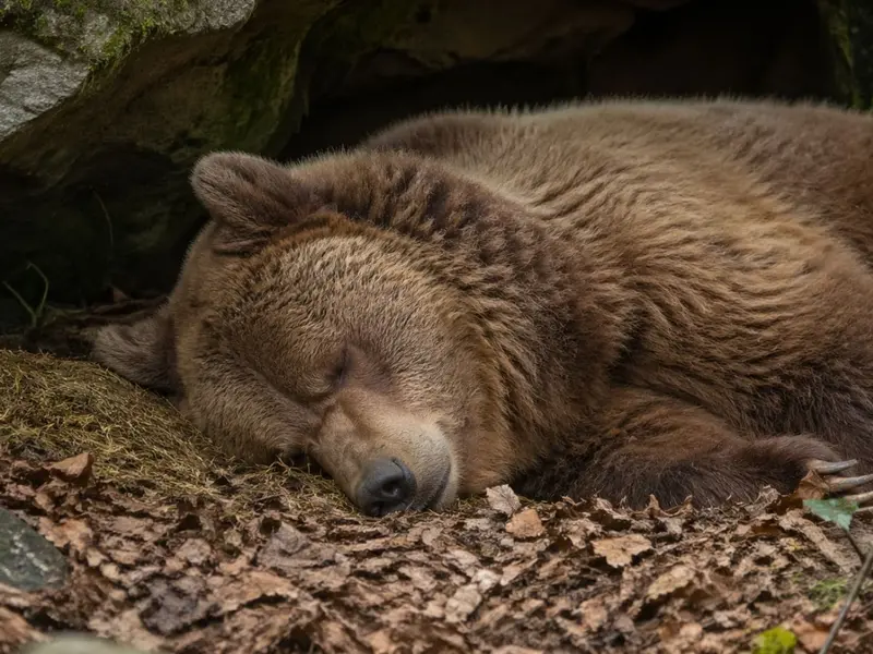 Un oso rescatado vuelve a hibernar tras años de cautiverio en condiciones inadecuadas