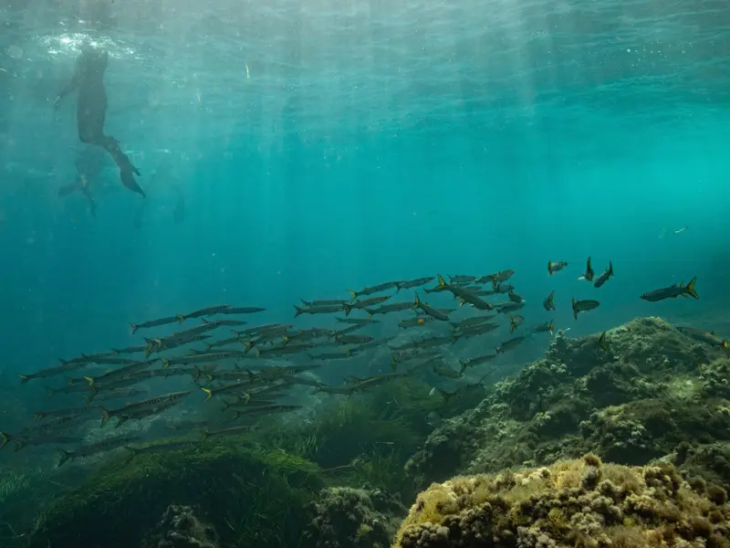 Formentera impulsa la plantación de 100.000 posidonias para restaurar el Mediterráneo