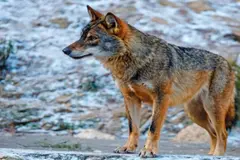 Influencia de la actividad humana en los movimientos de los lobos ibéricos
