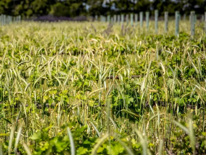 Baleares impulsa un plan para liderar la producción ecológica en el Mediterráneo