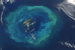 Un satélite capta un anillo de fitoplancton en el océano que atrae cetáceos a zonas peligrosas