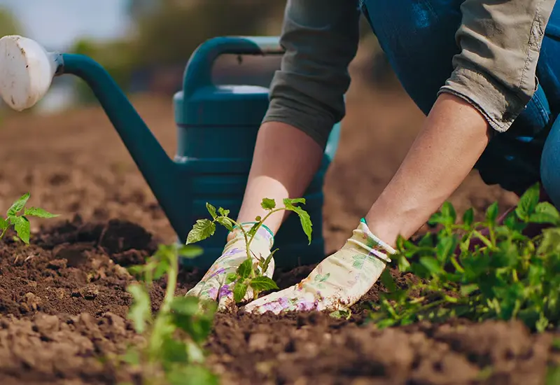 España lidera la producción de frutas y verduras ecológicas en la UE, según BBVA