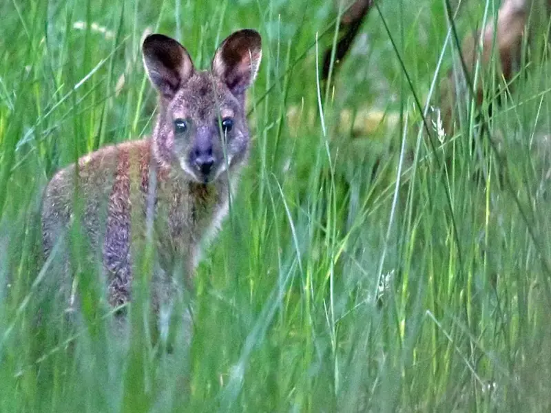 Debate por población de ualabíes en la Isla de Man y su impacto en el ecosistema