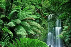 Estudio revela que aves, murciélagos y abejas aceleran la regeneración de bosques tropicales