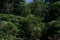 Bizkaia invierte 41 millones en bosques y genera más de 6 millones en 2026