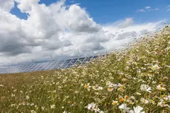 Un parque solar en Reino Unido mejora la biodiversidad con pastoreo de ovejas