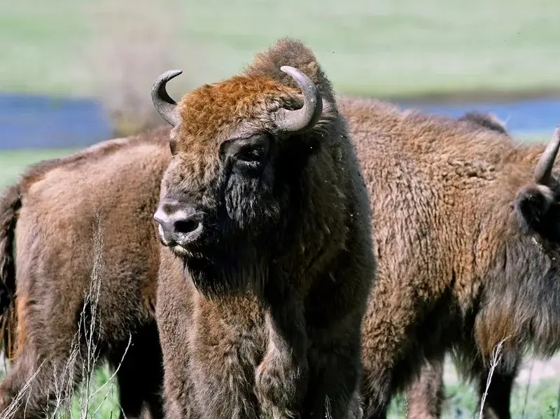 El bisonte europeo genera debate en España sobre su rol en la prevención de incendios