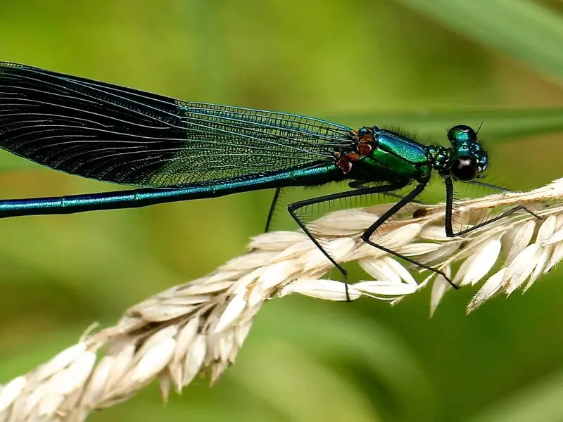 Investigación revela un alarmante declive de insectos en casi un siglo