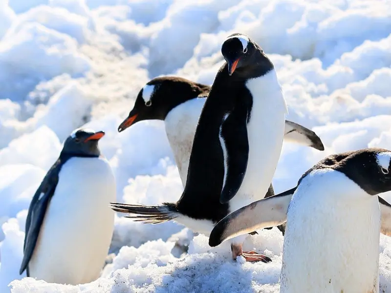 Descubren nueva especie de pingüino en la Antártida que redefine la evolución marina