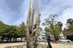 Urgente conservación del cactus centenario en Sevilla afectado por el hormigón