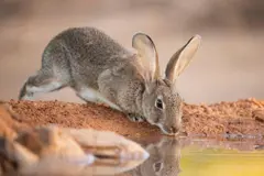Descubren dos especies de conejo en la península Ibérica, no una sola como se creía
