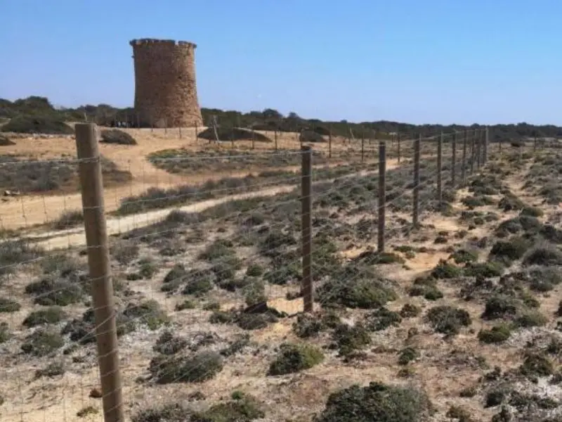 Cierre del litoral en Llucmajor pone en riesgo hábitats de la Red Natura 2000