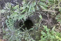 El PSOE exige mejorar el control de plagas por el aumento de roedores en Oleiros