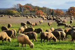 La ganadería puede ser clave en la lucha contra el cambio climático, destacan expertos