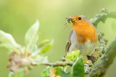 Expertos alertan sobre el riesgo de alimentar pájaros en verano para evitar su extinción