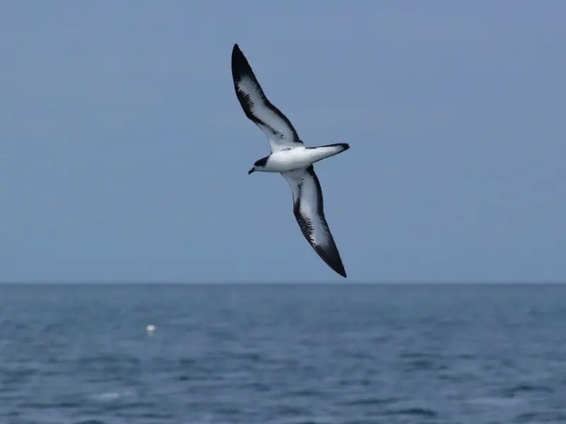 Premio Whitley destaca la conservación del petrel en Galápagos y su riesgo de extinción