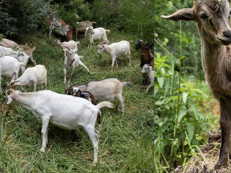 Cabras como solución ecológica para prevenir incendios forestales en Chile