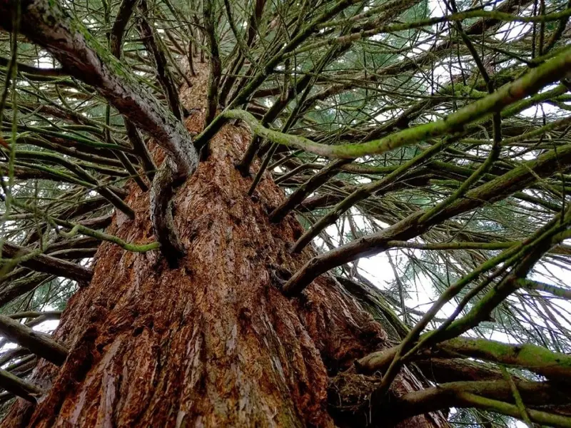 Tala de una secuoya gigante en Valladolid tras deterioro irreversible