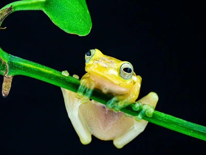 Seis especies de ranas de cristal en peligro de extinción por el cambio climático