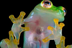 Nueva rana de cristal descubierta en Ecuador: alerta sobre ecosistema amenazado