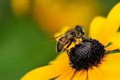 La presencia de abejas es señal de salud ambiental y vital para la agricultura