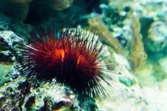La UDC lidera el proyecto MAREST para restaurar ecosistemas marinos en España y Portugal
