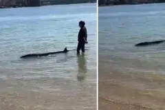 Una cría de ballena aliblanca varada en la playa de Santa Cristina