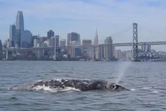 El calentamiento de los océanos afecta la supervivencia de las ballenas grises