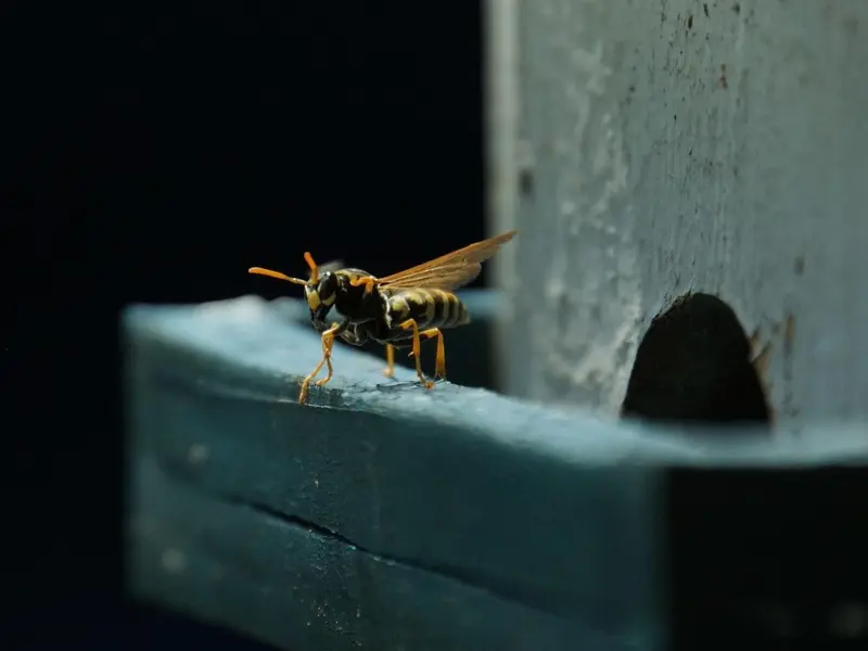 La rápida expansión de la avispa asiática amenaza la biodiversidad en España