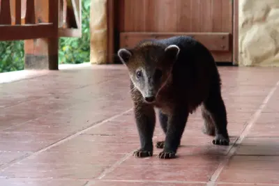 Descubren 14 especies de mamíferos en la Reserva Ecológica Manglares Churute, Ecuador