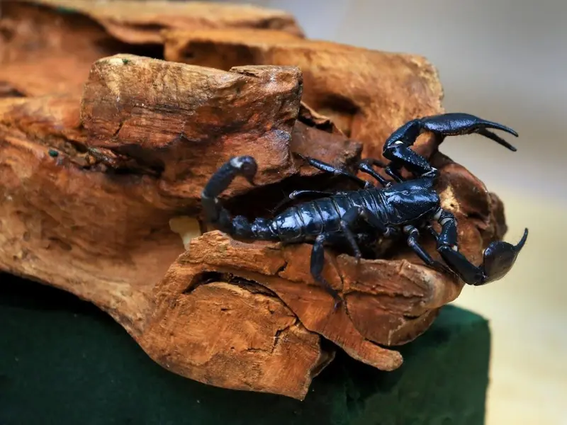 El estudio sobre escorpiones revela cómo los metales potencian sus habilidades letales