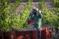 Crisis en el sector del cava: sequía y fracturas en la industria