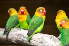 El Gobierno revisa la tenencia de periquitos y otros animales de compañía en España