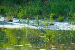 La recuperación de humedales y biodiversidad puede frenar la desertificación en España