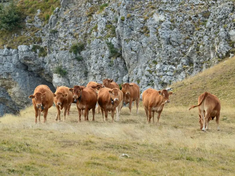 La trashumancia pirenaica se adapta al cambio climático para preservar la biodiversidad