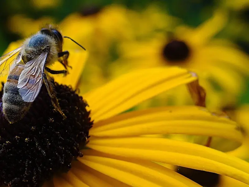 La abeja negra en Cantabria potencia la apicultura y refuerza la biodiversidad en España