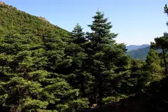 Andalucía impulsa la conservación del pinsapo ante el cambio climático