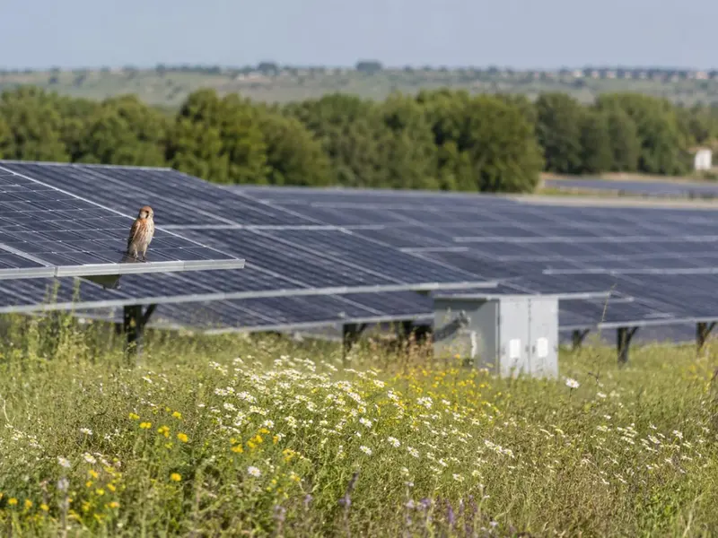 Paneles solares: refugios para aves protegidas, según investigadores