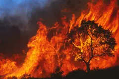 Greenpeace advierte sobre alto riesgo de incendios en 2026 y la necesidad de restauración