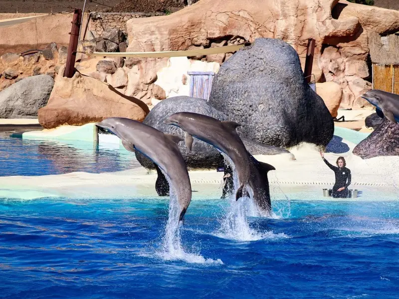 PACMA se opone al traslado de orcas y delfines a centros marinos en España