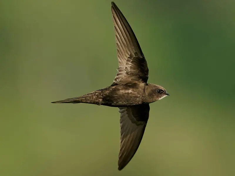 El vencejo común establece un récord al volar 10 meses sin posarse